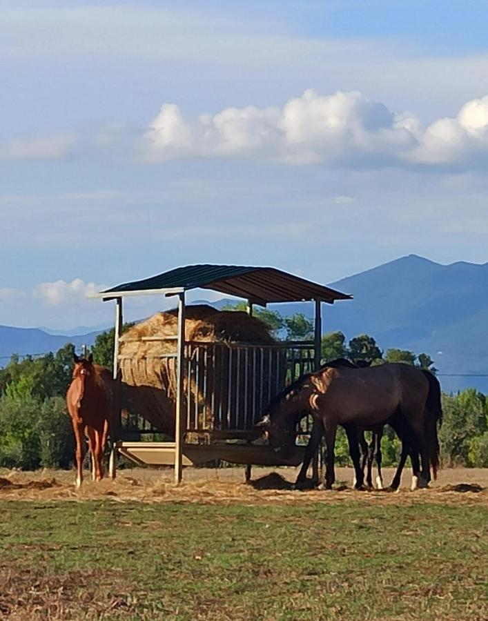 Podere il Giurato Fauglia Esterno foto